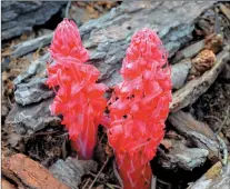  ?? ?? The elusive Snow Plant survives off of fungus and doesn’t require sun.