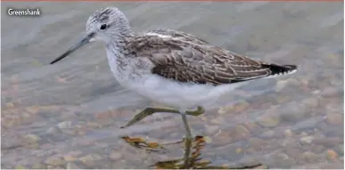  ??  ?? Greenshank