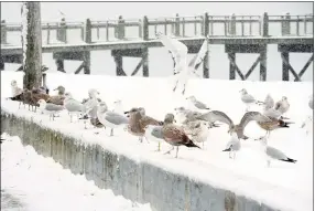  ?? Christian Abraham / Hearst Connecticu­t Media file photo ?? Birds at Gulf Beach during snowfall in Milford on Dec. 9, 2017.