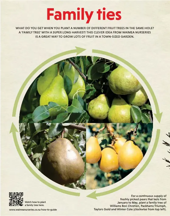 Fruit The Family Tree Pressreader