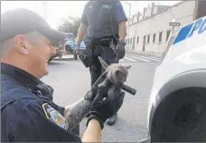  ??  ?? Officers Raymond Ragione and Matthew Kobel plucked kitten from police SUV.
