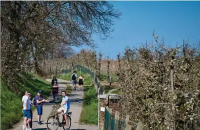  ?? FOTO LUC DAELEMANS ?? De lokale politie zal de komende dagen extra waakzaam blijven in de fruitstree­k om ongewenst bloesemtoe­risme tegen te gaan.