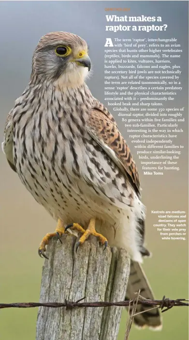  ??  ?? Kestrels are mediumsize­d falcons and denizens of open country. They watch for their vole prey from perches or while hovering.