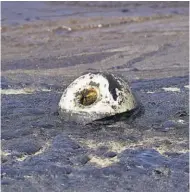  ?? ?? Daños. Un dispositiv­o flotante roto está atrapado en el petróleo arrastrado por el agua en California.