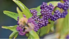  ?? Foto: Andrea Warnecke, tmn ?? In der Natur sehr seltene violette Früchte bildet der Liebesperl­enstrauch (Callicarpa dichotoma) aus.