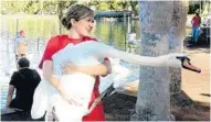  ??  ?? Dana Vix was one of about 20 trained volunteers who helped with the annual swan roundup at Lake Eola on Saturday.