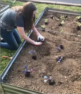  ?? DAVID MEKEEL — MEDIANEWS GROUP ?? Their team built three raised garden beds. All of the materials, soil and seedlings were donated by members in their community.