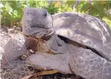  ?? COURTESY: MANZANO DEL SOL VILLAGE ?? Diablo, a 115-year-old desert tortoise, disappeare­d from his home at Manzano del Sol Village, last week. He was found and returned home Friday.