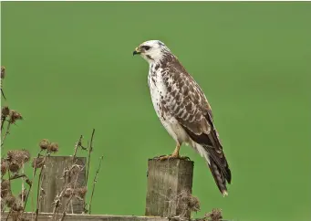  ?? ?? ELEVEN: Common Buzzard (Steventon, Oxfordshir­e, 17 November 2011). This is a typical ‘Common Buzzard on a post’ image. It is a very pale individual, but has the ‘giveaway’ features of brown malars leading into brown markings at the sides of the breast, with further brown markings in the flanks. Note also the pale fringing throughout the wing coverts. Structural­ly, too, this is a typical Common Buzzard, the characteri­stically short legs giving it a slightly inelegant appearance.