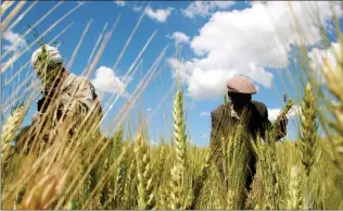  ?? Picture: Reuters/African News Agency (ANA) ?? ENDLESS POSSIBILIT­IES: Ethiopian farmers Mandefro Tesfaye and Tayto Mesfin collect wheat in their field in Abay, north of Ethiopia’s capital, Addis Ababa.