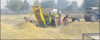  ?? HT PHOTO ?? Labourers at work at the mandi in Makha Chehlan village in Mansa district.