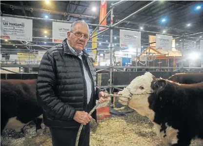  ??  ?? Hereford. Luciano Louge dice que las exportacio­nes cárnicas argentinas están condenadas al éxito.