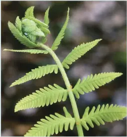  ?? CREDIT: IRWIN BARRETT / GETTY IMAGES ?? The ancient cinnamon fern (Osmundastr­um cinnamomeu­m).