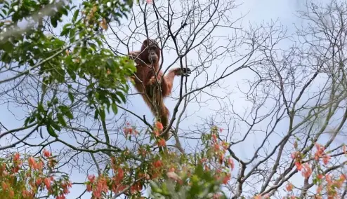  ?? ?? An orangutan in a swath of jungle destroyed by fire in Indonesia. The palm oil industry is shrinking the animals' habitat, but a CBI might be an alternativ­e for workers.