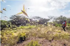  ?? BEN CURTIS/ASSOCIATED PRESS ?? Desert locusts jump from the ground and fly away in Nasuulu Conservanc­y in northern Kenya on Feb. 1. Billions of the locusts have descended on parts of Kenya in the worst outbreak in 70 years.