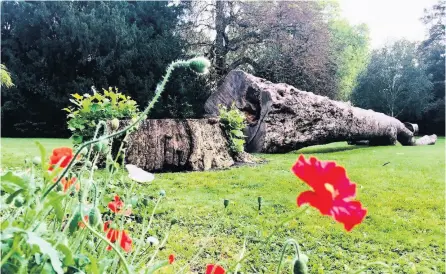  ??  ?? Nicola Carr took this picture of wild flowers growing near the fallen tree sculpture in Sydney Gardens