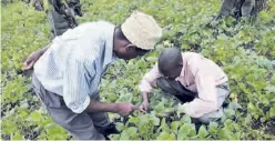  ??  ?? Soya bean farmers