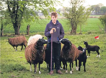  ??  ?? Archie Downie, 14, saved up to buy his own small flock of sheep.