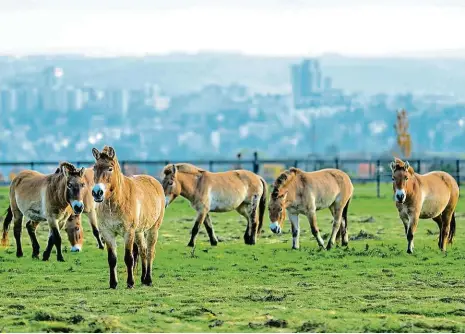  ?? Foto: Petr Hamerník, Zoo Praha ?? Dočasný domov Než se koním Převalskéh­o postaví nový domov v horní části trojské zoo, najdou je Pražané ve výběhu na Dívčích hradech. Tamní stádo je šestičlenn­é, přičemž na přelomu března a dubna by mělo být jasno, zda se dvěma klisnám podařilo zabřeznout.