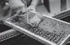  ??  ?? The Rev. Joachim Spexarth uses a roller to help separate beeswax from honeycomb frames during a honey extraction test run at St. Gregory's Abbey.