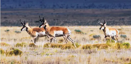  ?? GREG SORBER/JOURNAL ?? Wildlife, such as these pronghorn antelope, have returned to Jim Berlier’s ranch, an indication of a healthy ecosystem. “… what’s good for the bird is good for the herd,” Berlier says.