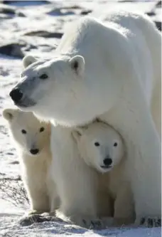  ?? THE ASSOCIATED PRESS FILE PHOTO ?? About a third of the world’s polar bears could face imminent threat from greenhouse gas emissions in as soon as a decade, a new report shows.
