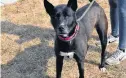  ?? NAWS ILLINOIS HUMANE SOCIETY ?? Lady is a 7-year-old female Lab mix who is friendly and gentle with people. She is pottytrain­ed and good on a leash. She likes other dogs if they are her size or smaller.