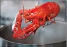  ??  ?? SLOW DEAtH: Freshly boiled lobster