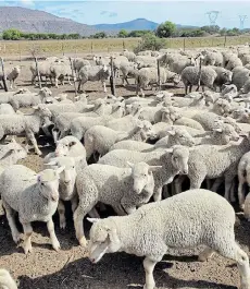  ?? Picture:LOUZEL LOMBARD STEYN ?? NEW THREAT: Farmers are asking agricultur­e, land reform and rural developmen­t minister Thoko Didiza to lift an 'irrational' ban on livestock gatherings and auctions in eight out of the nine provinces in SA