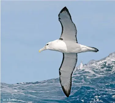  ??  ?? SHY ALBATROSS