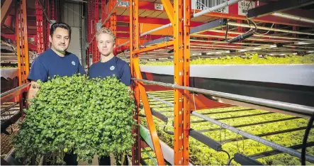  ?? AL CHAREST ?? Reid Henuset and Paul Shumlich of Deepwater Farms work the city’s first commercial aquaponics farm.