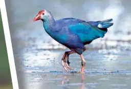  ?? SASWAT MISHRA ?? Purple Swamphen