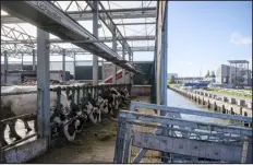  ?? ?? Cows eat at the Floating Farm on Nov. 7 in Rotterdam.