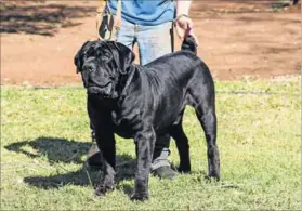  ??  ?? Doggone: Breeders of the brown boerboel believe the black boerboel is a crossbreed and not a thoroughbr­ed. Photo: Johann Kruger