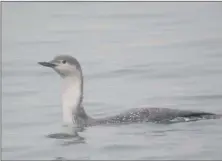 ?? Photograph: Arthur Duncan ?? Red-throated diver.