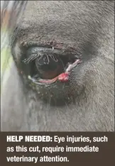  ?? ?? HELP NEEDED: Eye injuries, such as this cut, require immediate veterinary attention.