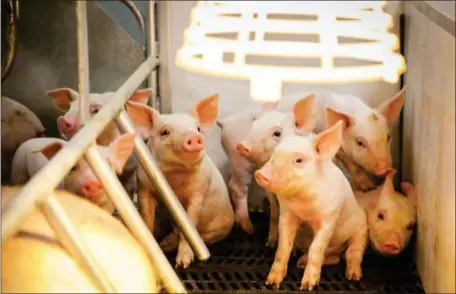  ?? TYLER MERTINS/NATIONAL PRESS FOUNDATION ?? Piglets in a farrowing pen at the Iowa Select sow farm outside of Humeston, Iowa.
