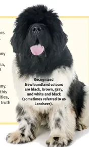  ?? ?? Recognized Newfoundla­nd colours are black, brown, gray, and white and black (sometimes referred to as Landseer).