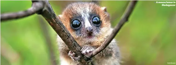  ?? Deb Bower ?? A mouse lemur in Madagascar