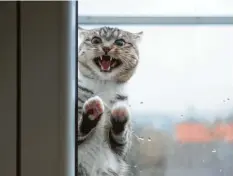  ?? Foto: Kiryl Lis, Adobe Stock ?? Für Katzen bedeutet es großen Stress, wenn das Herrchen die Tür zum eigenen Reich plötzlich fremden Artgenosse­n öffnet.