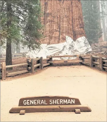  ?? SOUTHERN AREA BLUE INCIDENT MANAGEMENT TEAM VIA AP ?? The giant sequoia known as the General Sherman Tree has its base wrapped in a fire-resistant blanket to protect it from the intense heat of approachin­g wildfires at Sequoia National Forest on Thursday.