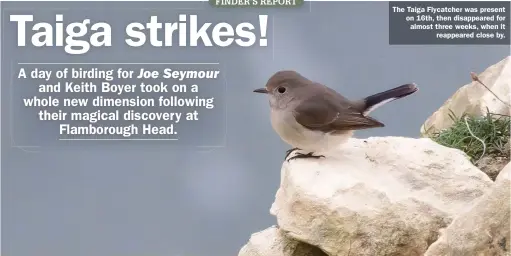  ?? ?? The Taiga Flycatcher was present on 16th, then disappeare­d for almost three weeks, when it reappeared close by.