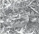  ?? PAUL A. SMITH ?? An American woodcock sits on the ground at the edge of a woodlot near Grand Rapids, Minn.