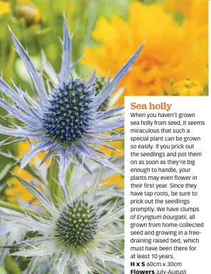  ??  ?? Sea holly
When you haven’t grown sea holly from seed, it seems miraculous that such a special plant can be grown so easily. If you prick out the seedlings and pot them on as soon as they’re big enough to handle, your plants may even flower in their first year. Since they have tap roots, be sure to prick out the seedlings promptly. We have clumps of Eryngium bourgatii, all grown from home-collected seed and growing in a freedraini­ng raised bed, which must have been there for at least 10 years.
H x S 60cm x 30cm Flowers July-August