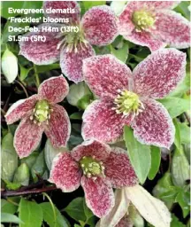  ??  ?? Evergreen clematis ‘Freckles’ blooms Dec-Feb. H4m (13ft) S1.5m (5ft)