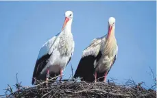  ?? FOTO: HELMUT VAAS ?? Das Storchenpa­ar im Schwabsber­ger Nest.