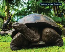  ?? ?? Tortuga en Isla Curieuse
Nautalia te lleva este verano a Seychelles vuelo directo desde Madrid 5, 12, 19 y 26 de septiembre 9 días/7 noches Double Tree by Hilton Allamanda Resort 4* AD desde 2.120 € por persona en habitación doble.Incluye vuelos + traslados + estancia en hotel en AD + asistencia en destino + seguro de inclusión y tasas aéreas