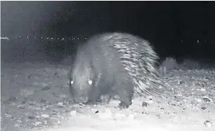  ??  ?? An image of the porcupine released by the Environmen­t Agency – Abu Dhabi.