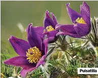  ??  ?? Pulsatilla