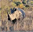  ?? ?? Kruger National Park may not have any more rhinos within three of four years